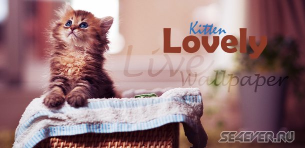 Lovely Kitten Live Wallpaper