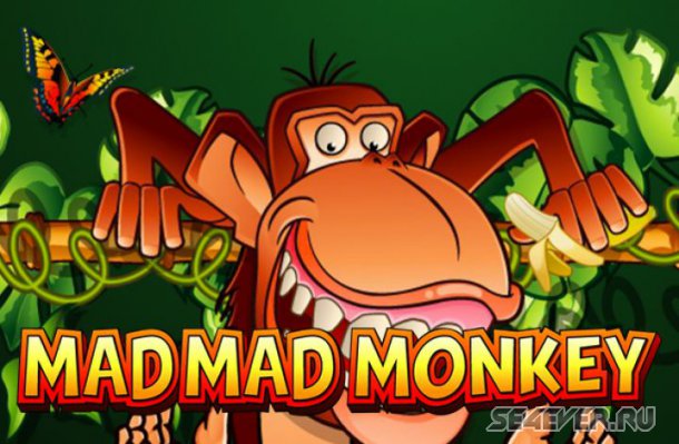  Mad Mad Monkey   